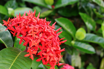 Large, bright red ixora flowers bloom in full bloom, contrasting with the green leaves on low stems in the afternoon.