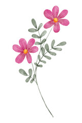 Single flower, watercolor floral illustration, decoration for poster, greeting card, birthday, wedding design. Isolated on white background. Hand painting.