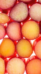 Rhubarb stalks sliced and backlit