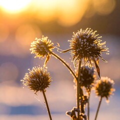 Winter sunset, frosted plants