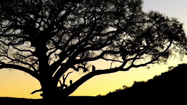 Sunset silhouette of big wild fig tree with clambering baboon troop, telephoto