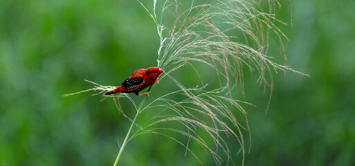 red avadavat, red munia or strawberry finch (Amandava amandava)