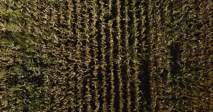 Bird's Eye View Of Corn Field In Missouri, USA - Drone Shot