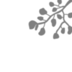 Tropical leaveas shadow transparent overlay