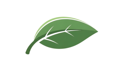Green leaf vector illustration with veins isolated on transparent background