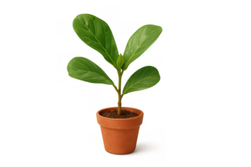 Young indoor plant with vibrant green leaves flourishing in a small pot, symbolizing nature and vitality with transparent background