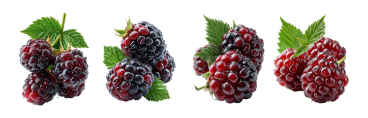 Four clusters of ripe red and dark purple mulberries with green leaves isolated on transparent background
