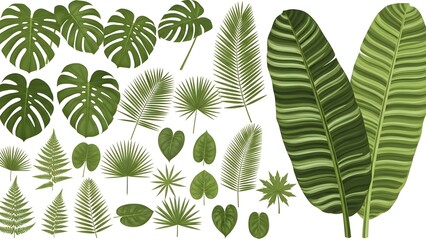 Obraz premium Assorted tropical jungle leaves collection, botanical vector set