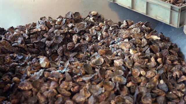 Hundreds of Sydney Rock Oysters slowly waiting to be filtered below to the washing and bagging process, New South Wales, Australia