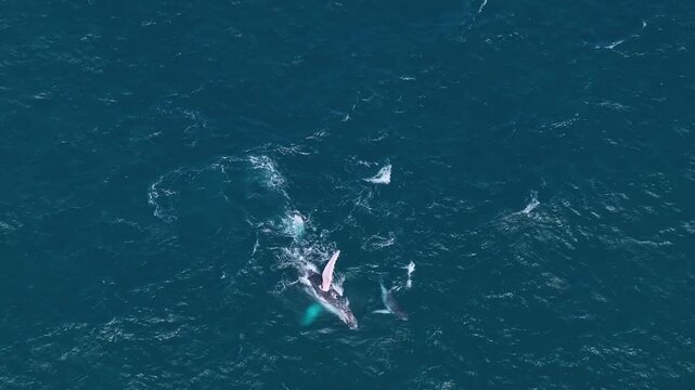 Drone captures a mother whale and her calf slapping fins and tails while staying close together. The playful calf gently taps its mom with its tail, showing their sweet bond and lively behavior.