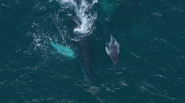 A tender drone moment capturing a mother whale slapping her fin before gently diving with her calf beside her. The pair staying close as they glide through the calm ocean together.
