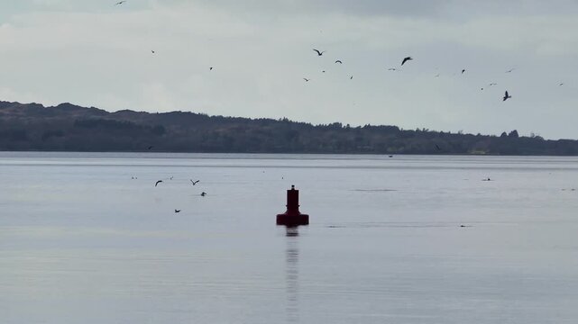 Epic Ireland pod of dolphins and seabirds feeding in Kenmare Bay Kerry winter morning
