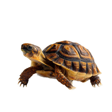 Close up of a small turtle with brown and yellow patterned shell and skin on a black background isolated on a transparent background

