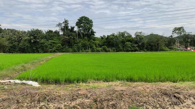 A rice paddy field displays young rice plants that have begun to grow and turn green. The rice stalks thrive in the muddy area with stagnant water.