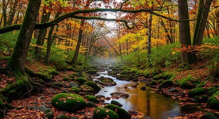 A forest stream flows through moss-covered rocks and autumn foliage.