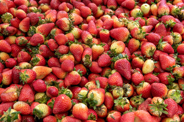 Large pile of fresh ripe strawberries with vivid red color. Natural fruit background, organic produce, sweet berries, healthy food, market display.