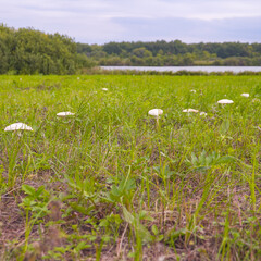 Mushrooms on green meadow