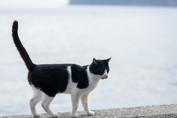 堤防でくつろぐ猫	