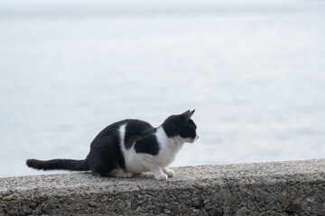 堤防でくつろぐ猫	