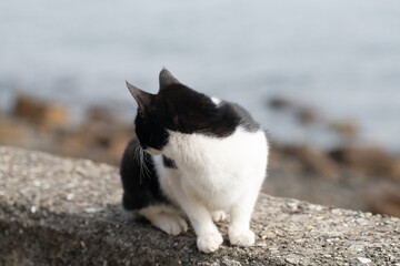 堤防でくつろぐ猫	