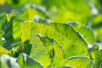 陽に照らされたキャベツ畑                    