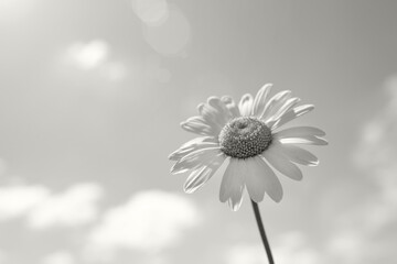 Chamomile close-up against the sky on a sunny summer day. Color of the Year 2026, Cloud Dancer.