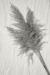 Pampas grass on beige canvas with space for text. Top view. Vertical image. Color of the Year 2026, Cloud Dancer.