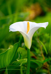 A white calla lily blooms gracefully amid lush green foliage