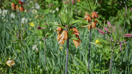 Fritillaria imperialis blooms vibrantly in a lush netherlands garden, showcasing vibrant orange flowers surrounded by rich green foliage under clear blue skies.