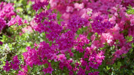 Obraz premium Vibrant pink azaleas in full bloom outdoors on a sunny day in the netherlands, capturing the lushness of the landscape