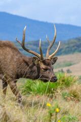 Sri Lankan sambar deer walks calmly on open highland grassland with mountains and a soft sky in the background