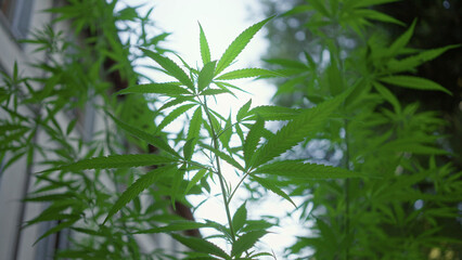 Marijuana plant with serrated leaves reaching toward the sky beside a building window, slender stems and layered foliage; serene growth.