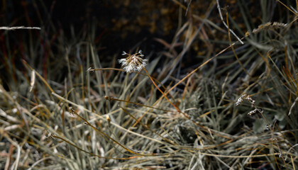 A single dried wildflower stands among tangled, desaturated grass on a windswept open plain