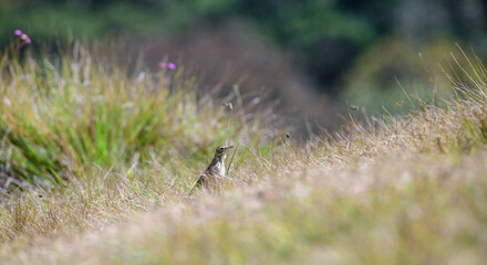 Richard's pipit bird stands alert among windswept highland grass in its natural montane habitat in Horton Plains National Park