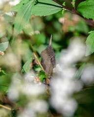 Rhino-horned Lizard peers through dense foliage in its natural highland habitat in Horton Plains National Park.