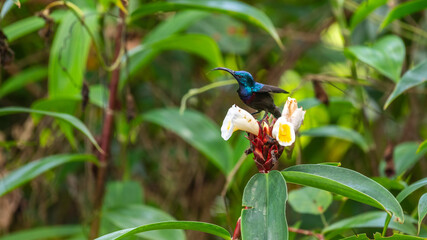 Naklejka premium Loten's sunbird feeds on a tropical forest flower surrounded by lush green foliage