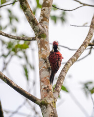 Red-backed flameback woodpecker bird clings to a mossy tree trunk in a bright, open forest habitat
