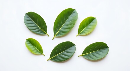 Six green leaves are arranged on a white background.