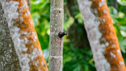 A myna bird emerges from a tree hole nest, framed by textured coconut tree trunks and lush green forest habitat
