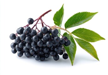 Close-up of black elderberries with green leaves on a white background