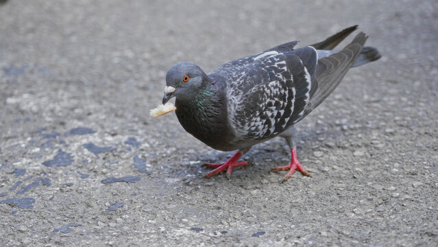 Pigeon walking on sunny pavement outdoors with bright red feet and pecking at scattered breadcrumb amidst surrounding furniture legs casting shadows