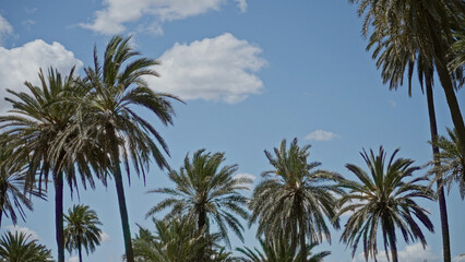 Fototapeta premium Lush palm trees silhouette against a clear blue sky in sunny torrevieja, spain, capturing the essence of a mediterranean summer landscape with scattered white clouds