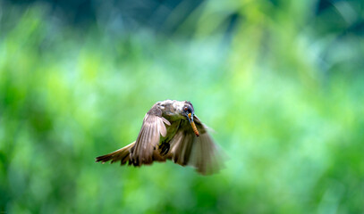 
Yellow-vented Bulbul (Pycnonotus goiavier). It is one of the most common and widespread garden birds in Southeast Asia, found in various open habitats, parks, and cultivated areas. 