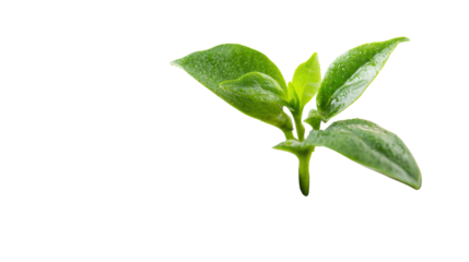 Green plant sprout on a white isolated background, symbolizing growth and nature.