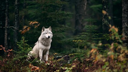 Fototapeta premium Majestic Wolf in Superior National Forest, Minnesota Surrounded by Nature