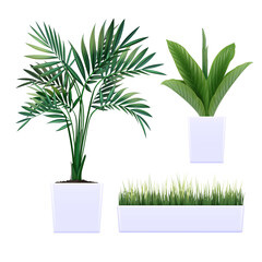 Icon mockup 3D featuring various tree. Simple, clean, and versatile for branding, presentations, and UI design. Perfect for nature themes and ecological projects