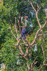 man is climbing a tree to cut branches.