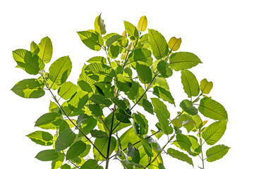 Kratom or Mitragyna speciosa branch green leaves on natural background.