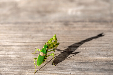 Grasshoppers are camouflaged to catch their prey.