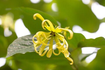 Yellow Thai Ylang-Ylang or ilang-ilang flower
